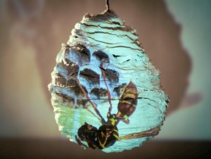 Vespiaries & Potter Wasp Nests, by Henny Burnett