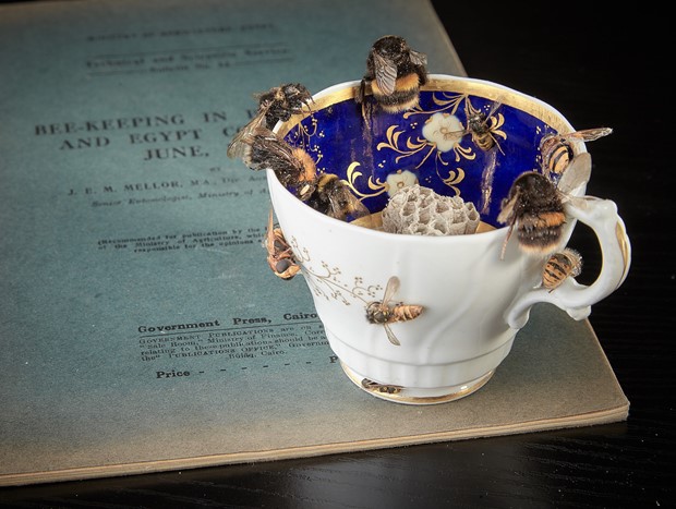 Teacup Memories:  Tea with J.E.M.Mellor Entomologist - Credit: Martin Urmson