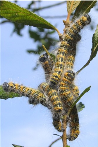 Caterpillars - Credit: Victoria Rance
