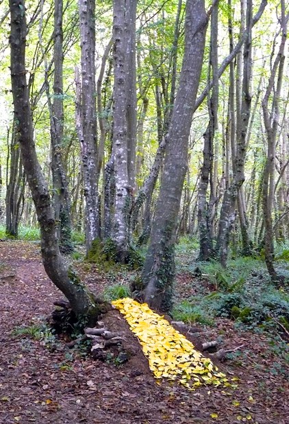 Fall: Bickleton Wood 11.09.13. - Credit: Linda Gordon
