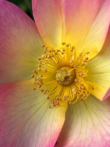 Untitled floral, by Jeremy Webb