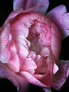 Paeony (from Mary's Garden series), by Jeremy Webb