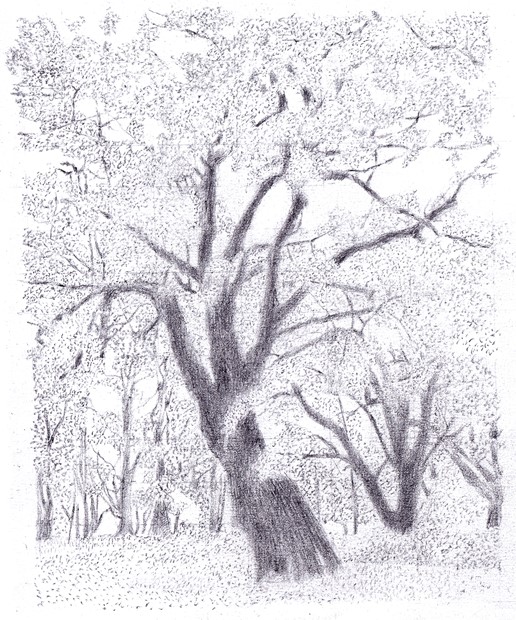 Beech Tree, Hampstead Heath 13 October 2023