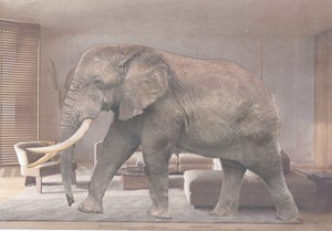 Elephant in the Room, by Charlotte Harker