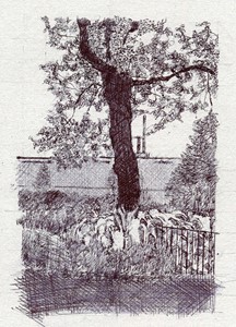 Hardy Tree, by Charlotte Harker