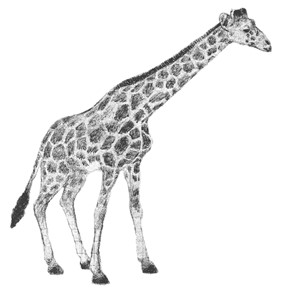 Plastic Giraffe, by Charlotte Harker