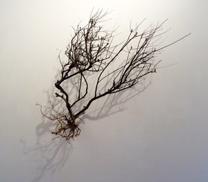 Tree of Life, by Elaine Allison
