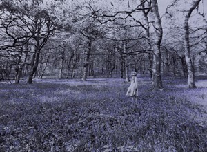 'In the breeze of the bluebell wood II', by Ainsley Hillard