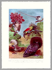 imaginary page from a book of birds no.1, by Matthew Cort