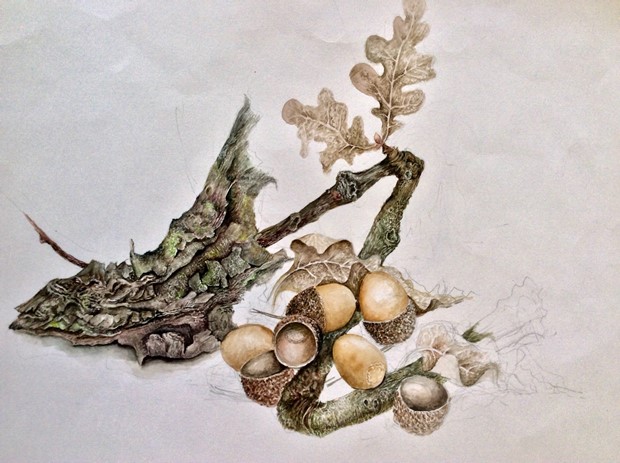 Botanical Illustration, by Diane Roberts