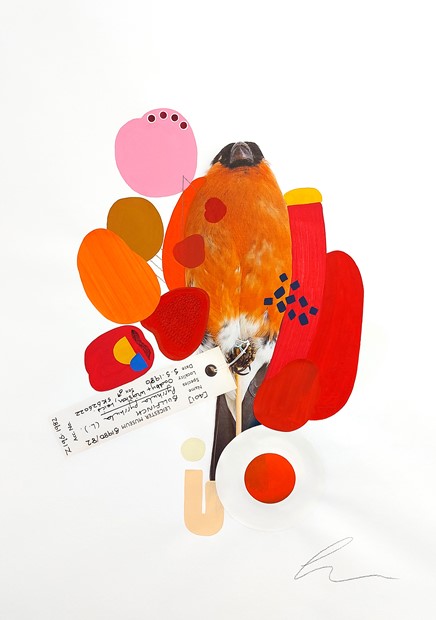 Colour Coded Birds, by Lucy Stevens