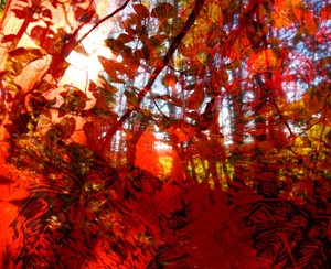 Autumn Fire ( series), by Sam Lee