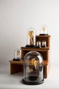 Group Shot of recent bell jar works, by Tracey Eastham