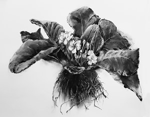 Wild Primrose, by Nicki Rolls