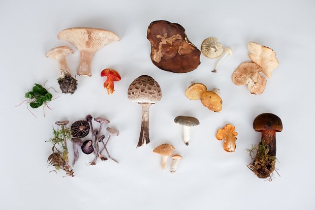 A Sick Logic - Credit: There Are No Firm Rules edible mushroom key