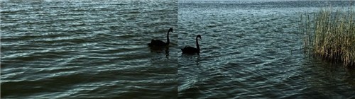 The Black Swan - Credit: Katri Walker