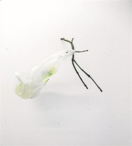 Branch, carrier bag and fan, by Louise Winter