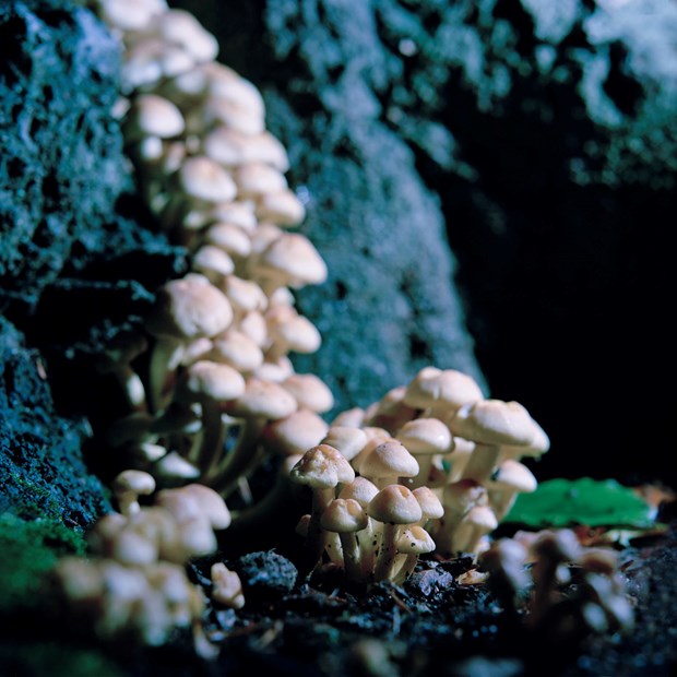 'Fungi' - Credit: ©Roy Mehta