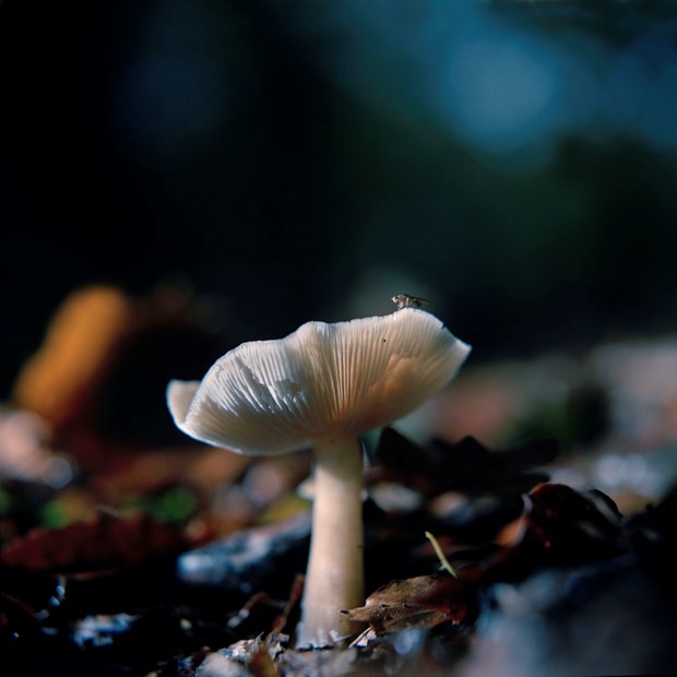 'Fungi' - Credit: ©Roy Mehta