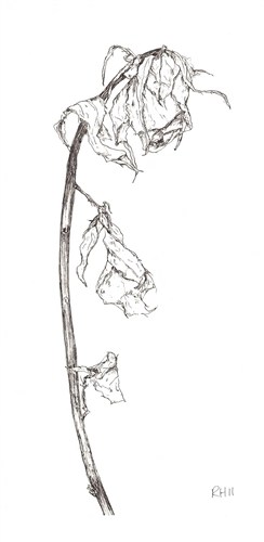 A drawing of dried roses colorfull picture Black and white picture of dead  dried flowers  CanStock