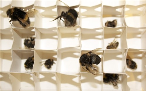 Bee compartments