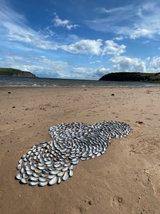 Put some mussel into it!, by Di McGhee