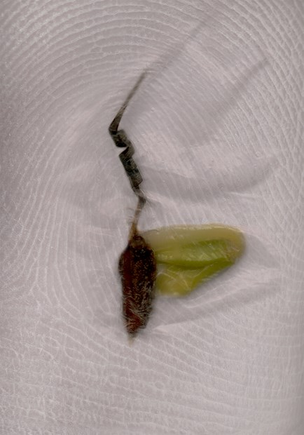 SKIN_Pelargonium elongatum