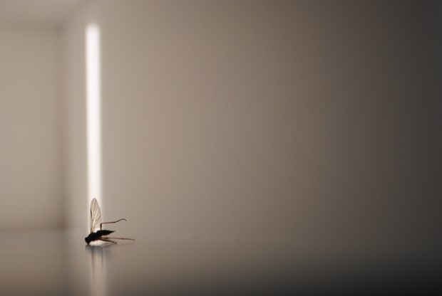 Insects in a new light