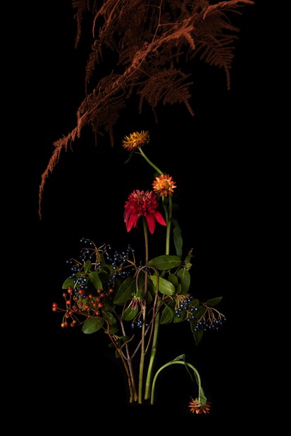 Untitled (2020, from the series Flora Dislocata)