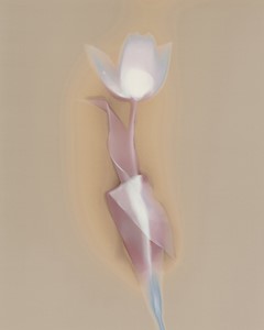 Tulip, The Lost Garden, by Caitriona Dunnett