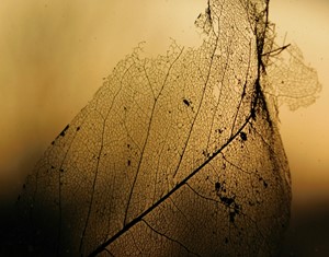 Leaf Skeleton at Dusk, by Magda Holden